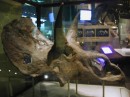 Smithsonian